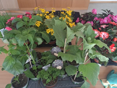 Diverse Topfpflanzen und blühende Blumen auf einem Tisch.