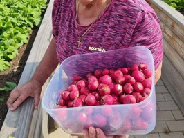Eine ältere Frau mit grauen Haaren lächelt, während sie eine durchsichtige Schüssel voller frischer Radieschen hält. Im Hintergrund sind Gartenbeete mit Pflanzen zu sehen. Die Szene vermittelt ein Gefühl von Freude und Zufriedenheit in einem Garten.