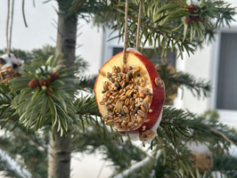 Getrocknete Apfelscheibe mit Saaten hängt an einem Baum.