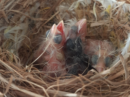 Vier gerade geschlüpfte Küken in einem Nest aus Gras.