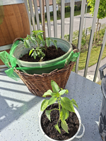 Ein Korb aus geflochtenem Material enthält eine grüne Pflanze, die wie eine Tomate aussieht. Daneben steht ein kleiner Blumentopf mit einer weiteren Pflanze. Beide Pflanzen sind auf einem Tisch im Freien platziert und durch Sonnenlicht beleuchtet.