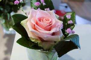 Eine frisch geschnittene rosa Rose mit kleinen Blüten und grünen Blättern.