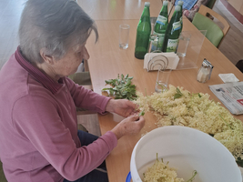 Eine ältere Frau pflückt Holunderblüten an einem Tisch.