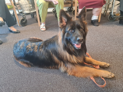 Ein großer, braunschwarzer Hund liegt entspannt auf einem Teppich. Er hat ein glänzendes Fell und einen freundlichen Ausdruck. Im Hintergrund sind teilweise Menschen in sitzender Position zu sehen, die auf Stühlen Platz genommen haben.