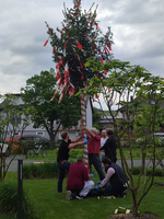 Menschen schmücken einen Maibaum mit bunten Bändern und Stangen.