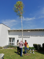 Menschen stellen einen geschmückten Baum vor einem Gebäude auf.
