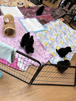 Mehrere kleine Welpen spielen auf bunten Decken in einem eingezäunten Bereich.