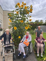 Drei ältere Menschen in Rollstühlen, umgeben von hoher Sonnenblume.