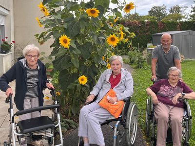 Drei ältere Menschen in Rollstühlen, umgeben von hoher Sonnenblume.