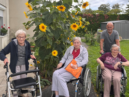 Drei ältere Menschen in Rollstühlen, umgeben von hoher Sonnenblume.
