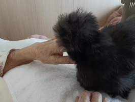 Eine Hand hält sanft ein Tier, während die andere Hand auf einer Decke liegt.