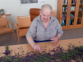 Ein älterer Mann sortiert frische Lavendelblüten auf einem Tisch.