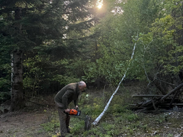 Eine Person mit einer Kettensäge fällt einen kleinen Baum im Wald. Im Hintergrund sind hohe Bäume und sanftes Licht der aufgehenden Sonne zu sehen. Die Szene vermittelt eine ruhige, naturnahe Atmosphäre.