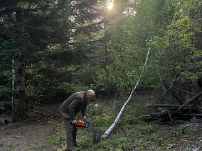 Eine Person mit einer Kettensäge fällt einen kleinen Baum im Wald. Im Hintergrund sind hohe Bäume und sanftes Licht der aufgehenden Sonne zu sehen. Die Szene vermittelt eine ruhige, naturnahe Atmosphäre.