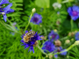 Biene sammelt Nektar von blauen Blumen im Grünen.