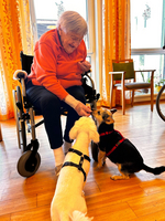 Eine ältere Frau sitzt in einem Rollstuhl und füttert zwei Hunde, einen weißen und einen schwarzen, die um ihre Beine herum stehen. Der Raum hat große Fenster mit viel Tageslicht und ist freundlich dekoriert.