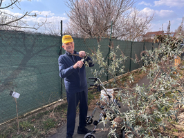 Ein älterer Mann mit einer gelben Mütze steht an einem Zaun und schneidet Pflanzen mit einer Schere. Er ist mit einem Rollator beschäftigt, während er in einem Gartenbereich arbeitet. Im Hintergrund sind kahle Bäume und ein bewölkter Himmel zu sehen.