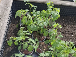 Tomatensetzlinge in Töpfen, die in einem Gartenbeet gepflanzt sind.