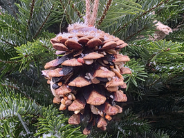 Eine Zapfenornament hängt an einem Tannenzweigt.