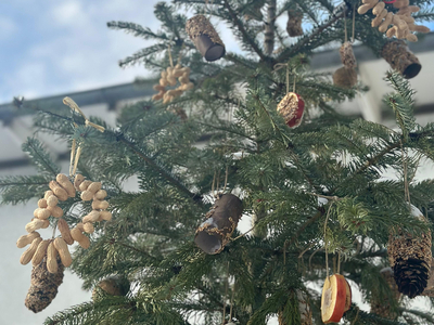 Ein geschmückter Tannenbaum mit natürlichem Weihnachtsschmuck aus Zapfen und Trockenfrüchten.