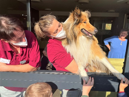 Zwei Personen und ein Collie-Hund interagieren durch ein Fenster.