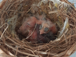 Ein Nest mit mehreren nackten Küken, die einander aneinandergekuschelt liegen.